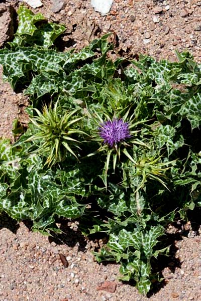 Cardo-de-Santa-Maria